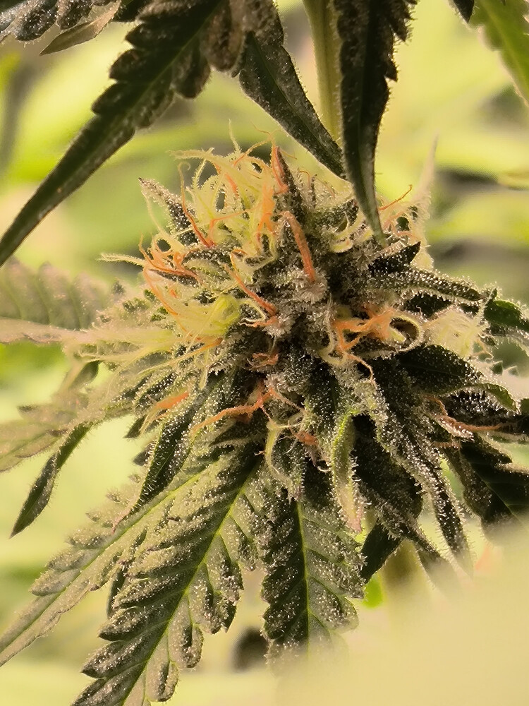 Growreport Bild 4