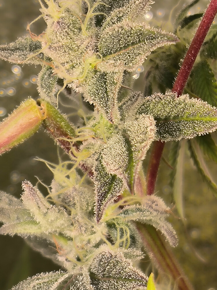 Growreport Bild 8