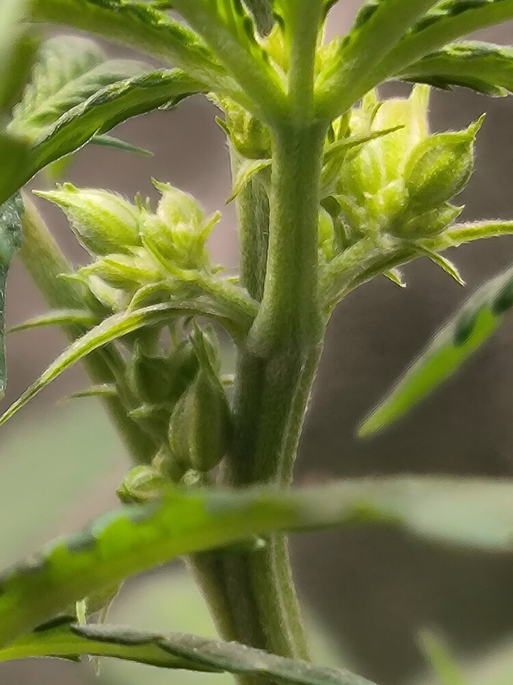 Growreport Bild 3