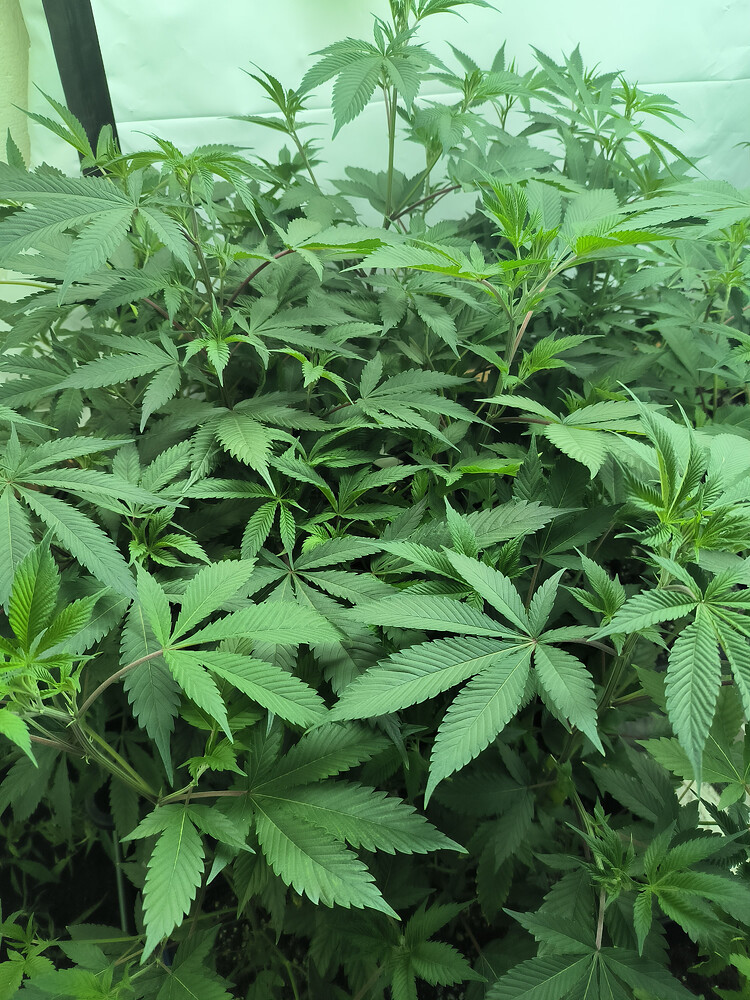 Growreport Bild 3
