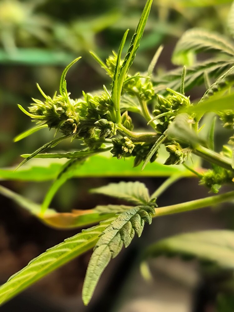 Growreport Bild 9