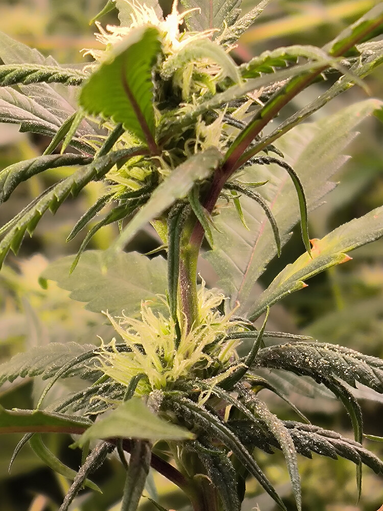 Growreport Bild 1