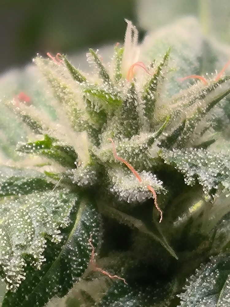 Growreport Bild 6