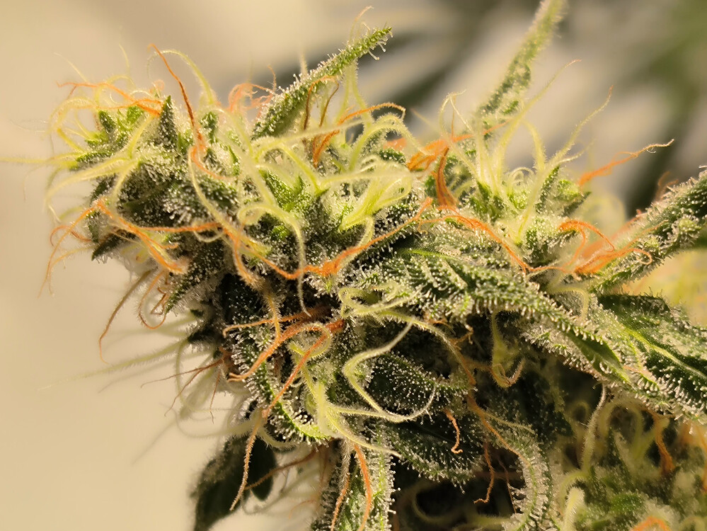 Growreport Bild 11