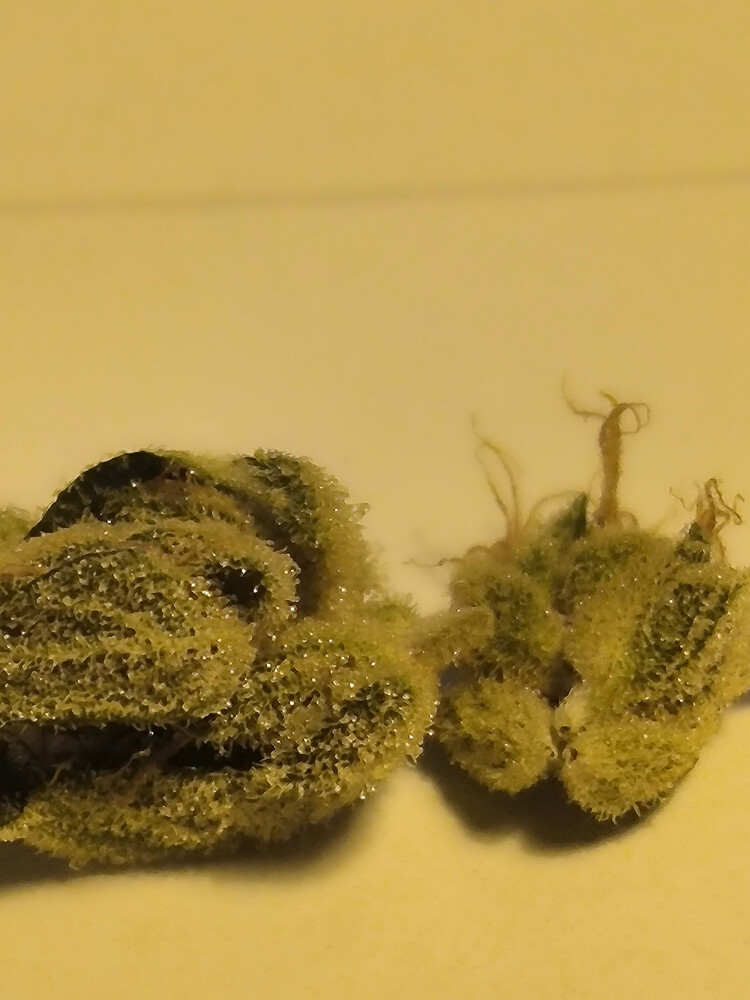 Growreport Bild 58
