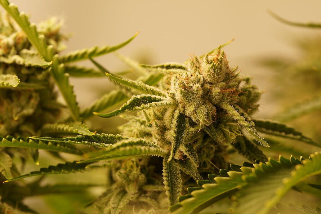 Growreport Bild 4