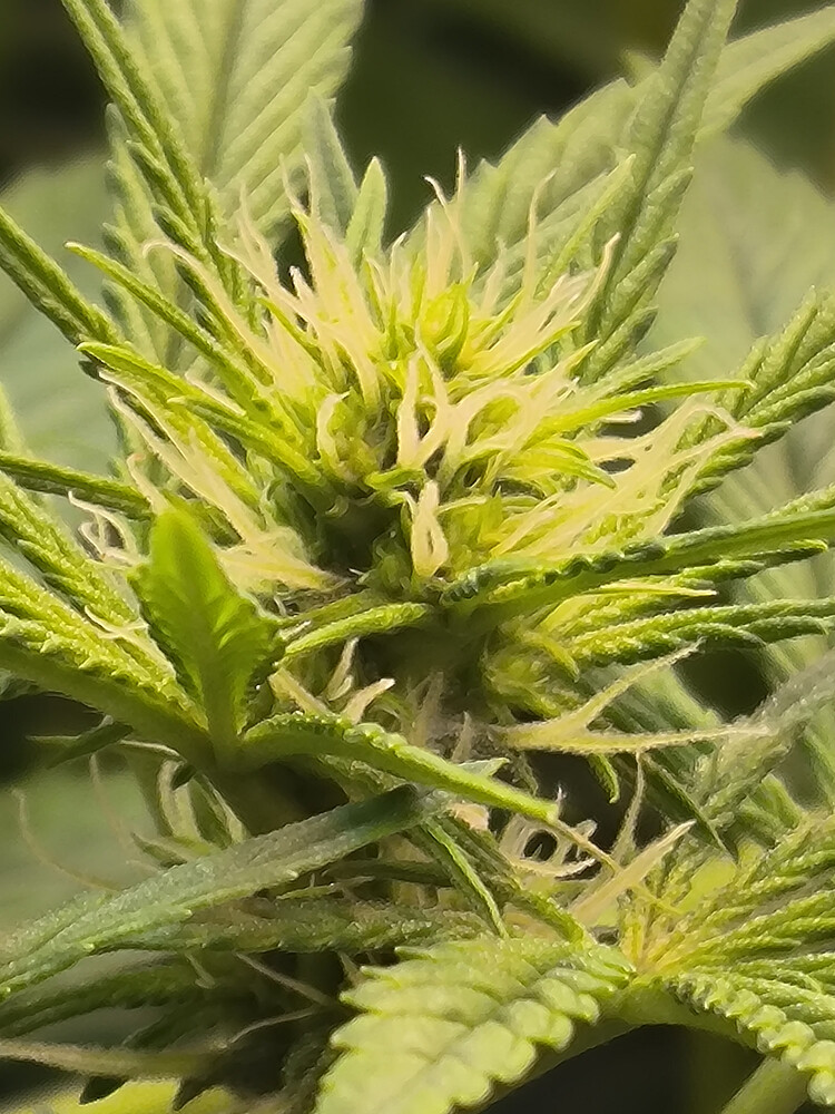 Growreport Bild 7