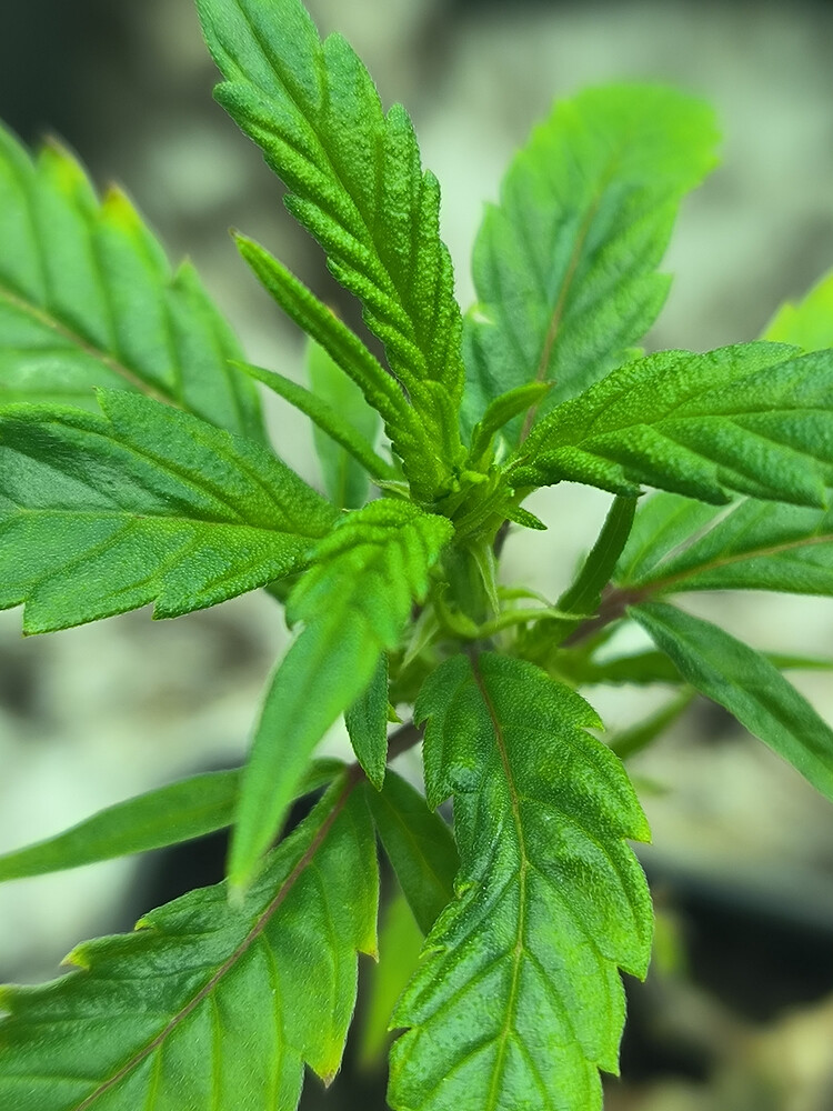 Growreport Bild 40