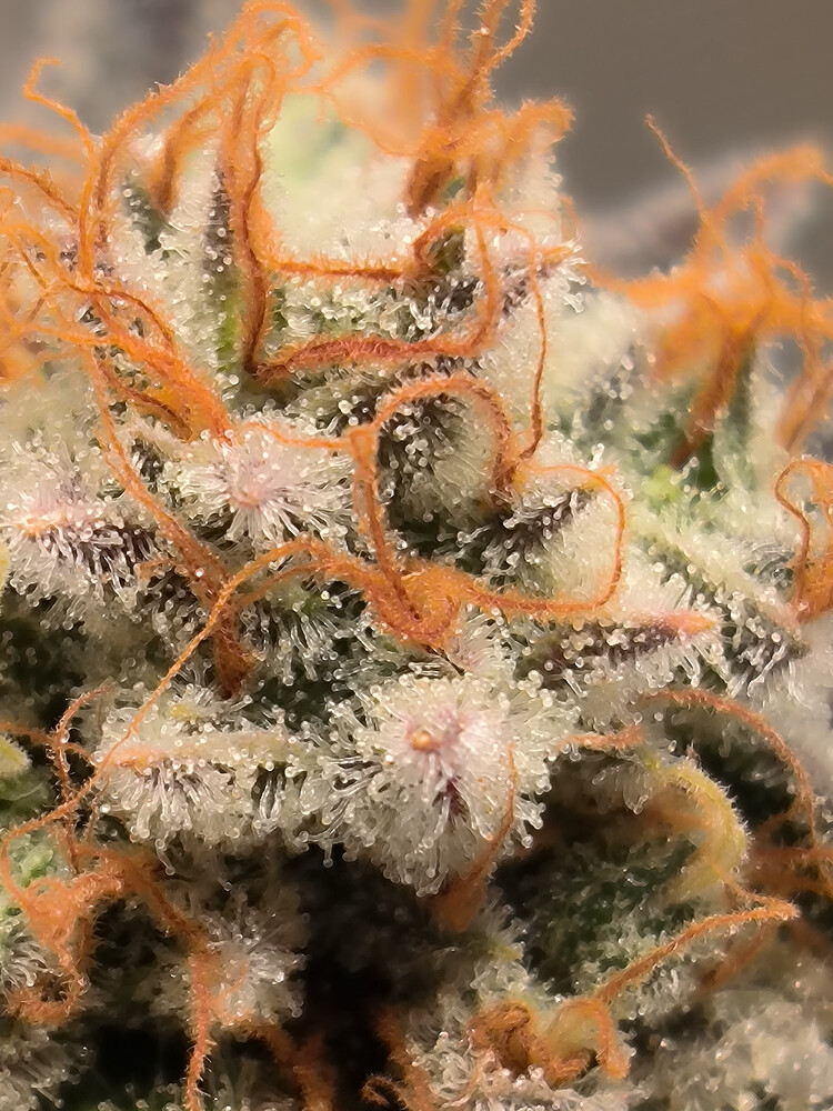 Growreport Bild 7