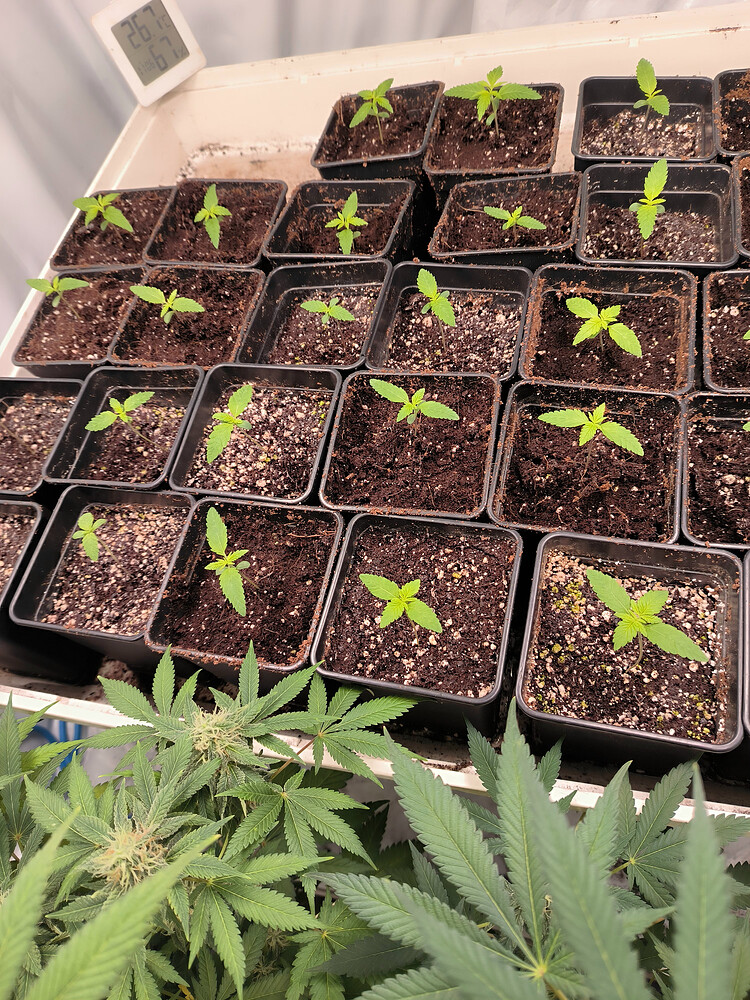 Growreport Bild 5