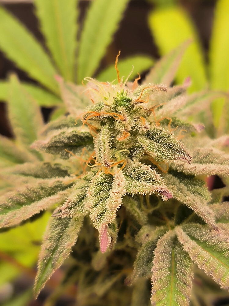 Growreport Bild 7