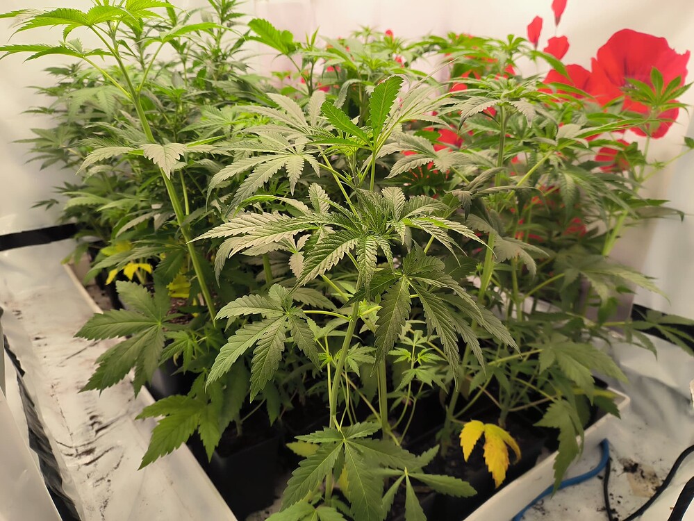 Mehrere junge Cannabis-Pflanzen in einem Zelt, die sich im Wuchs befinden. Die Blätter sind grün und fächerförmig, einige zeigen leichte Vergilbung am unteren Ende.