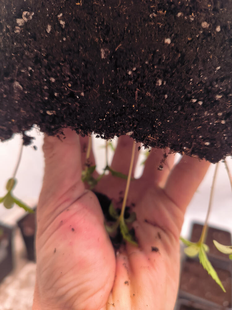 Growreport Bild 3