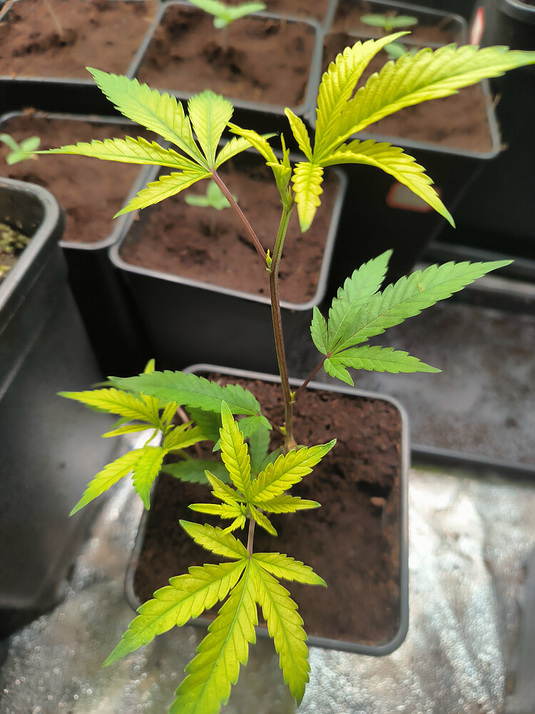 Growreport Bild 29