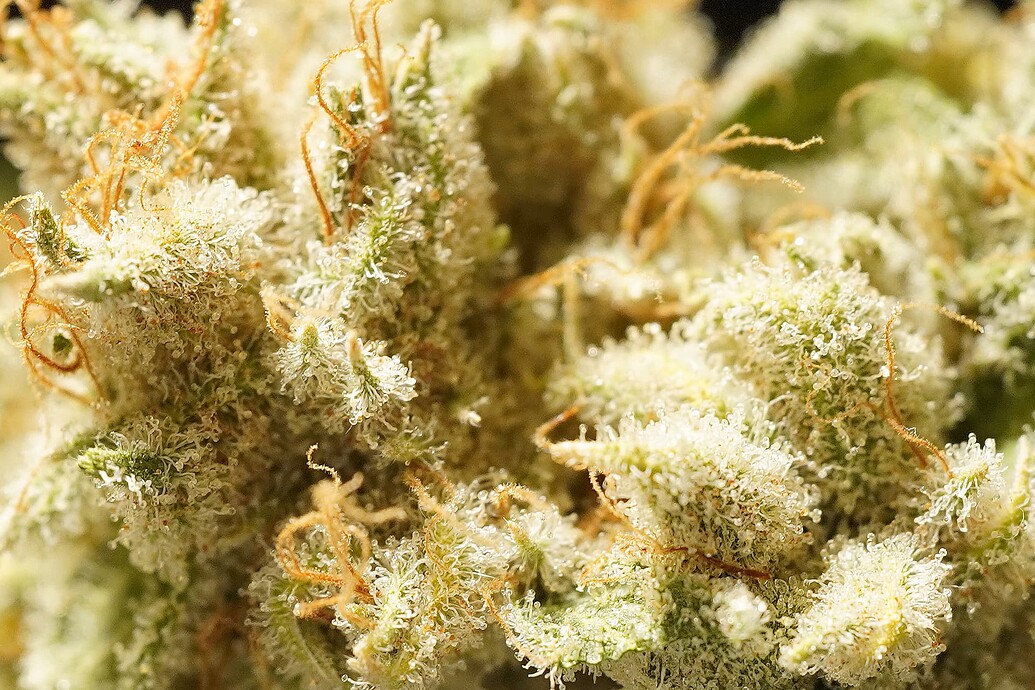 Growreport Bild 11