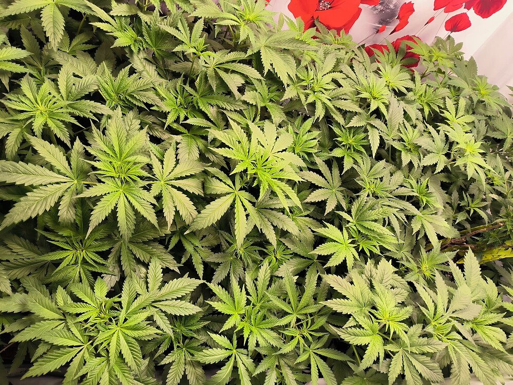 Viele dicht stehende Cannabis-Pflanzen im Wuchsstadium, die den Großteil des Bildes ausfüllen. Die Blätter sind groß und grün, was auf eine gesunde Pflanze hindeutet. Im Hintergrund ist ein Vorhang mit roten Blumenmustern zu sehen.