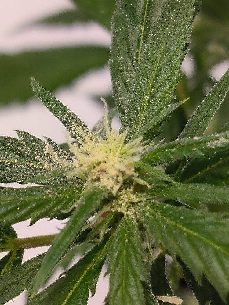 Growreport Bild 3