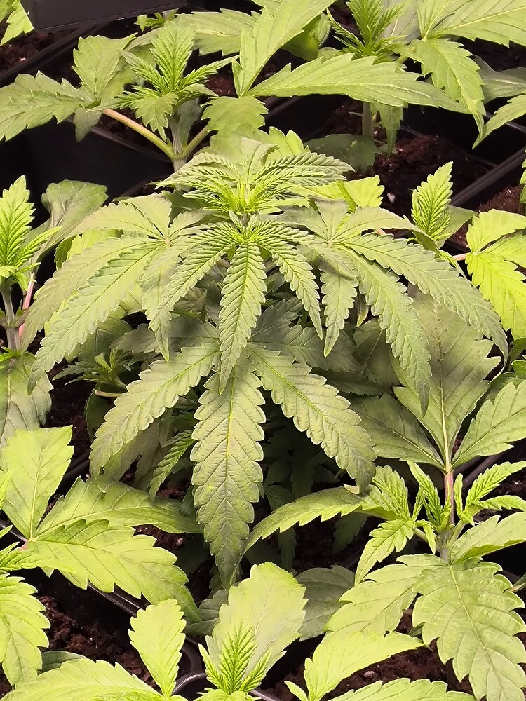Mehrere junge Cannabis-Pflanzen in Töpfen, die sich im frühen Wachstumsstadium befinden. Die zentrale Pflanze ist am größten und zeigt deutliche Blätter mit gezackten Rändern.