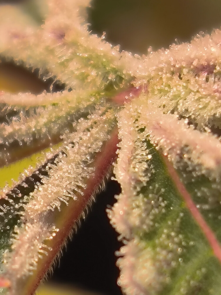 Growreport Bild 3