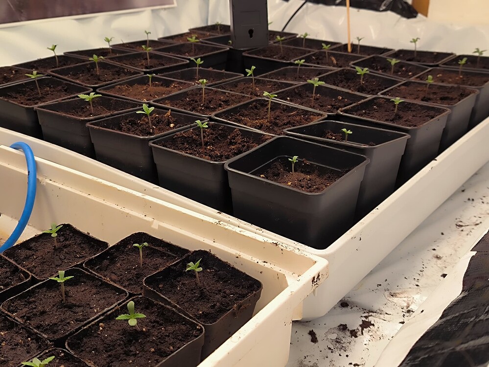 Viele junge Cannabis-Pflanzen in kleinen Töpfen, die in zwei weißen Plastikwannen stehen. Die Pflanzen sind im Sämlingsstadium mit ihren ersten echten Blättern.