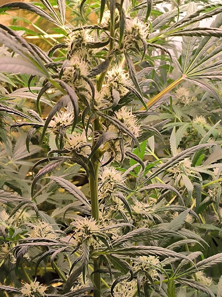 Growreport Bild 19