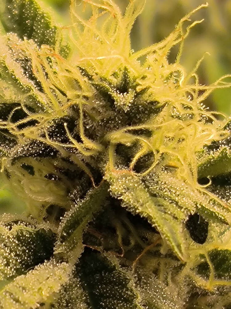 Growreport Bild 1