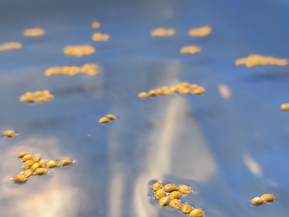 Viele Cannabis-Samen schwimmen in Wasser auf einer blauen Oberfläche, einige sind zu kleinen Gruppen zusammengefasst.
