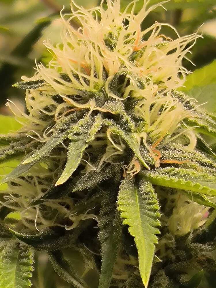Growreport Bild 1