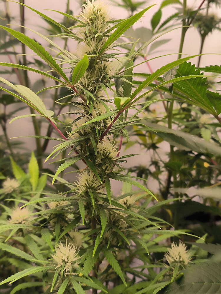 Growreport Bild 77
