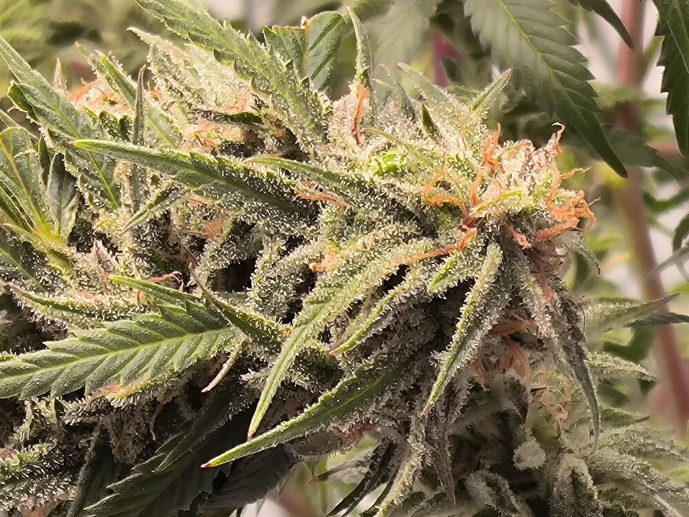 Growreport Bild 19