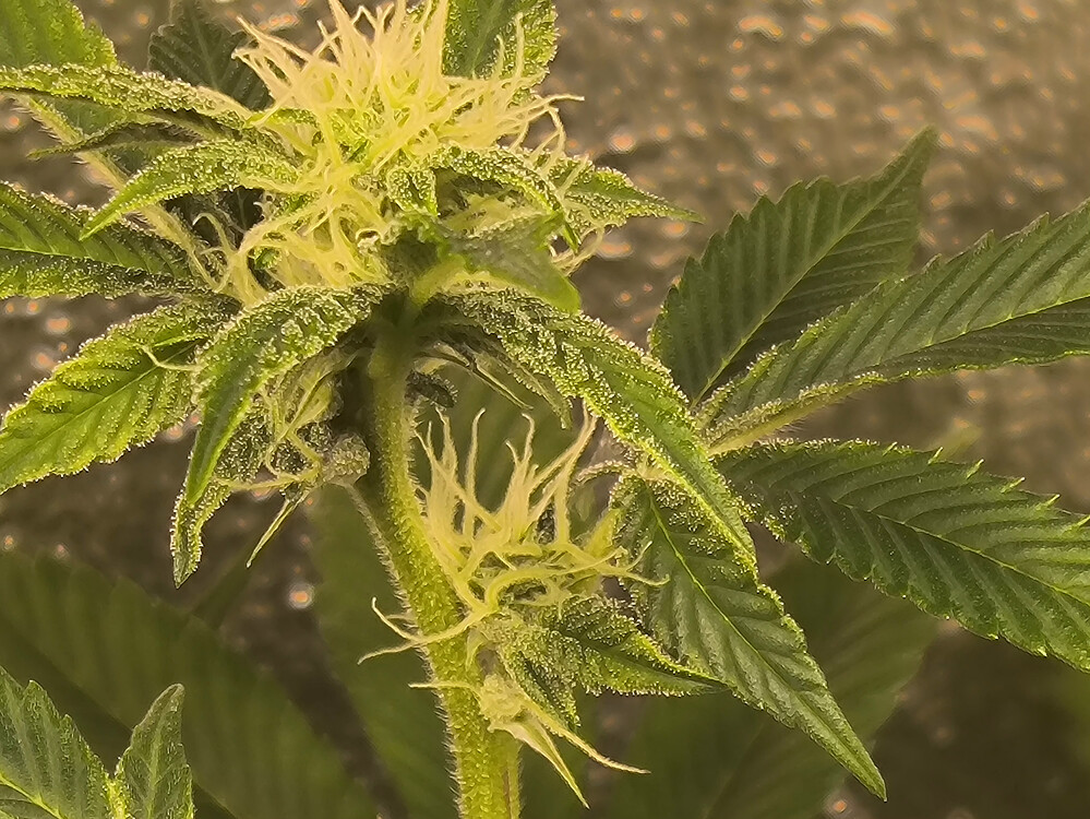 Growreport Bild 8