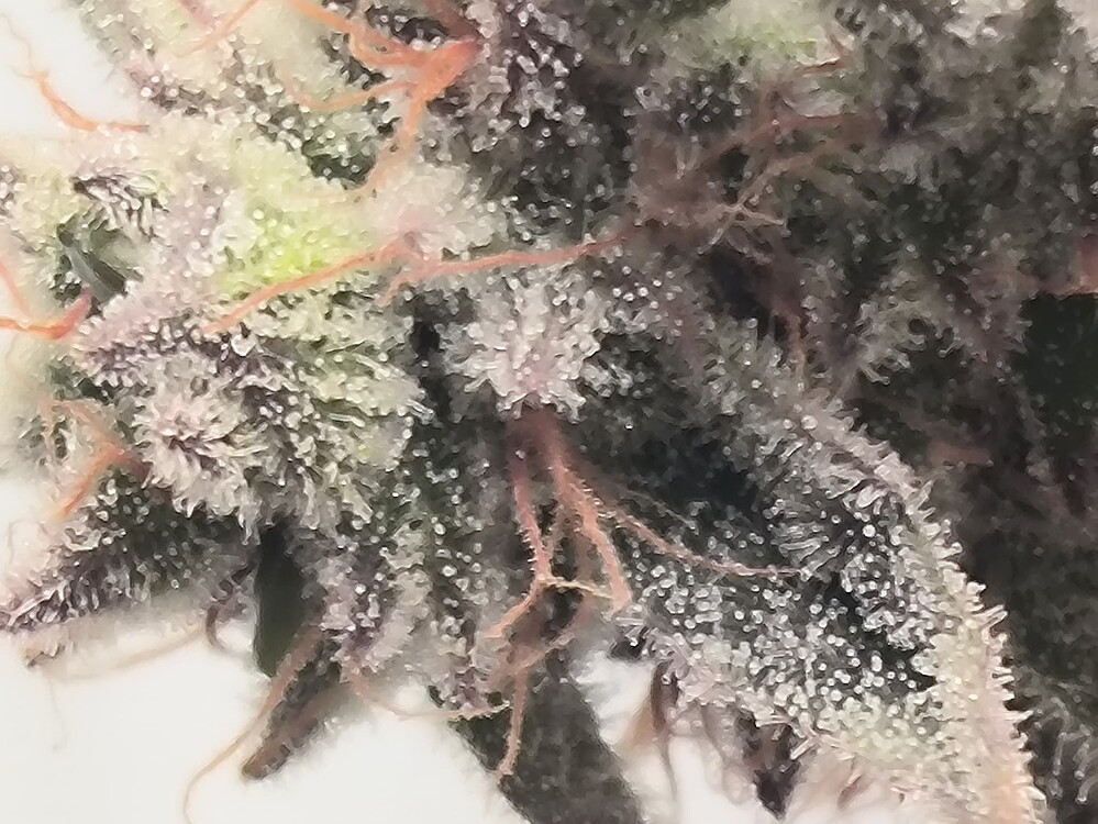 Nahaufnahme eines Cannabis-Buds mit vielen Trichomen und einigen orangefarbenen Stempeln.
