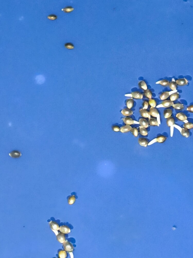 Mehrere gekeimte Cannabissamen mit kleinen Wurzeln auf blauem Untergrund.