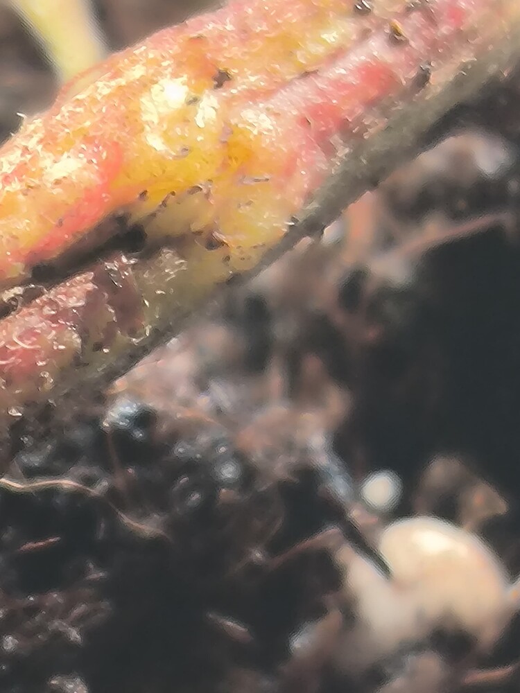 Growreport Bild 6
