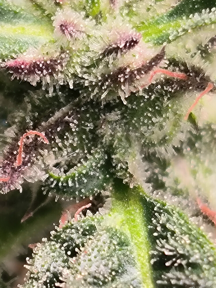 Growreport Bild 14