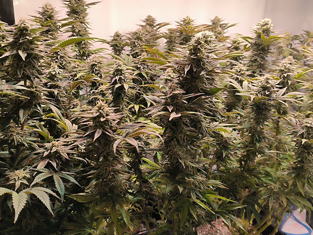 Growreport Bild 4