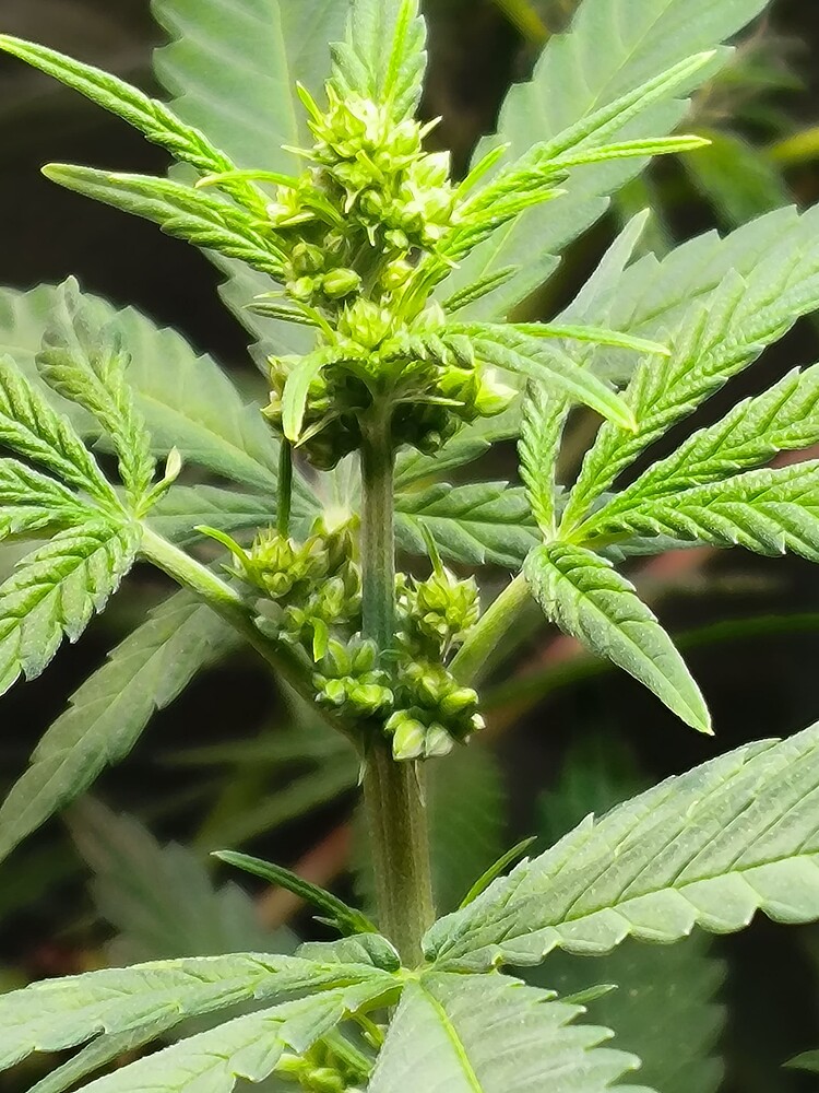 Growreport Bild 7