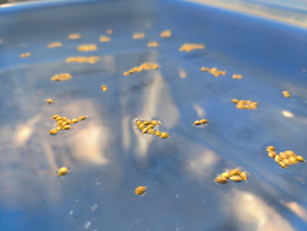 Viele Cannabis-Samen schwimmen in einer blauen Flüssigkeit, einige sind zu kleinen Gruppen zusammengeballt.