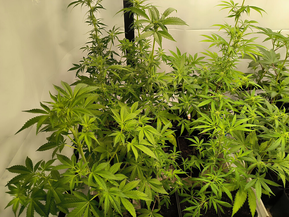 Growreport Bild 62