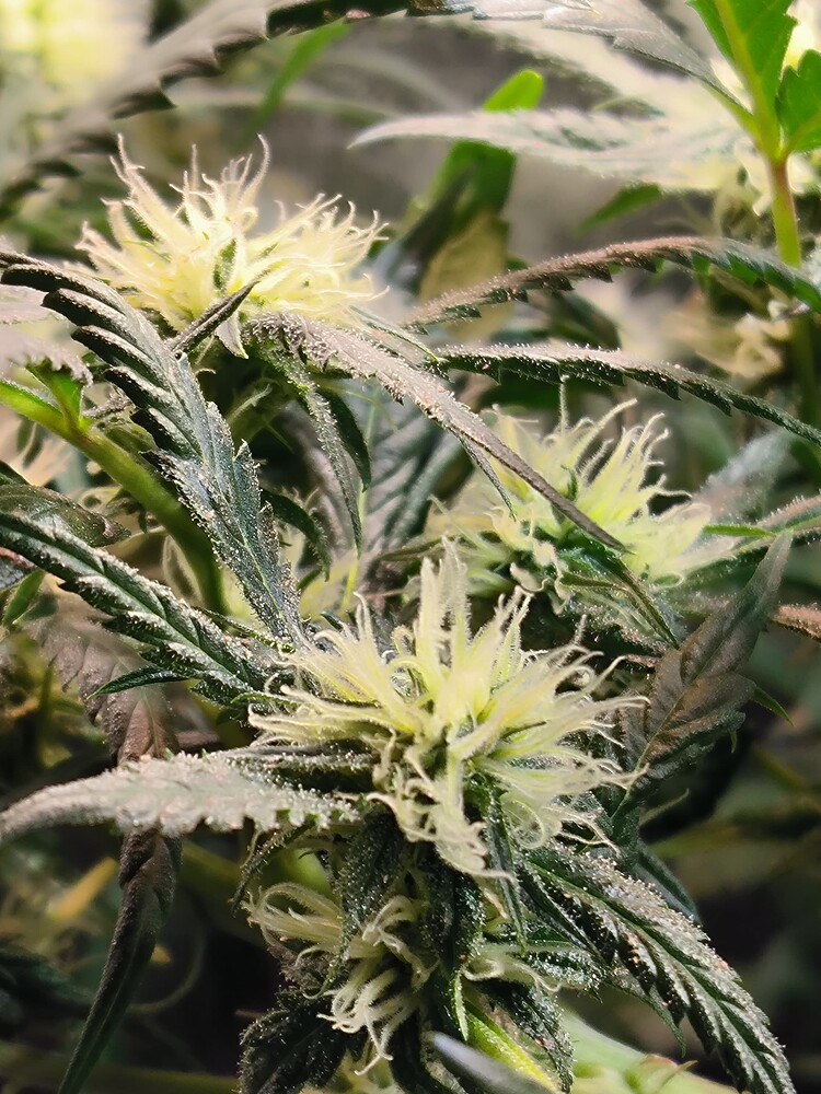 Growreport Bild 1