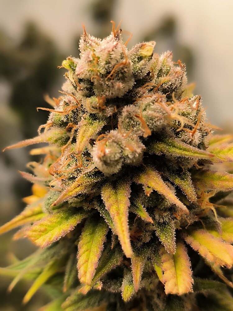 Nahaufnahme eines Cannabis-Buds in der Blütephase, mit vielen Trichomen und orangefarbenen Stempeln.