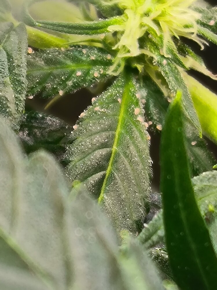 Nahaufnahme eines Cannabisblattes mit vielen kleinen, hellrosa bis beigen Eiern oder Larven darauf, die sich auf den Trichomen befinden. Im Hintergrund sind weitere grüne Blätter und Blütenansätze zu sehen.