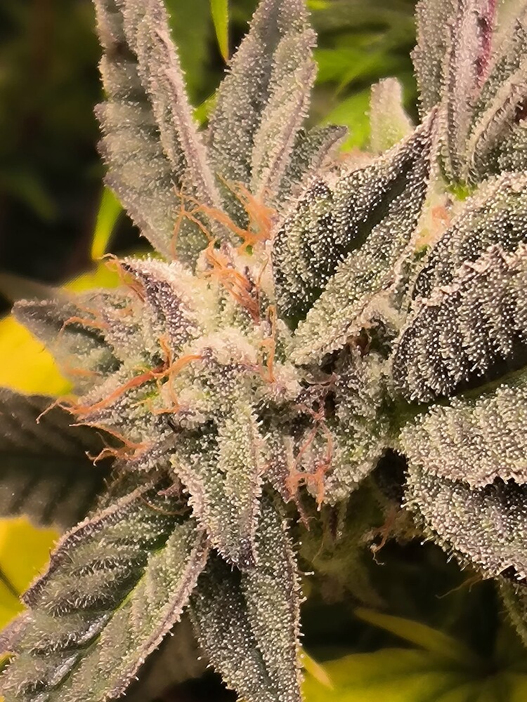 Nahaufnahme eines Cannabis-Buds mit vielen Trichomen und einigen orangefarbenen Stempeln.