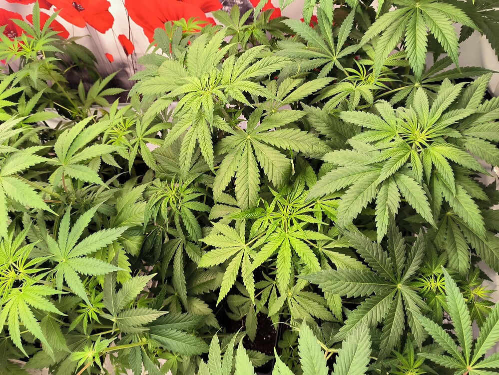 Mehrere junge Cannabis-Pflanzen in voller Blüte, dicht beieinander stehend, mit vielen grünen Blättern und einigen aufblühenden Knospen. Im Hintergrund sind rote Mohnblumen auf einem weißen Hintergrund zu sehen.