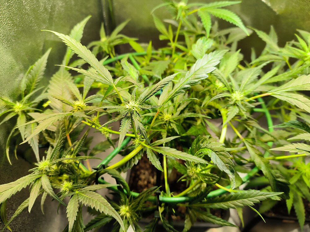 Eine junge Cannabis-Pflanze in der Blütephase, mit mehreren sich entwickelnden Blütenständen und breiten, grünen Blättern. Die Pflanze ist in einem Topf und wird von grünen Stützstäben gehalten.
