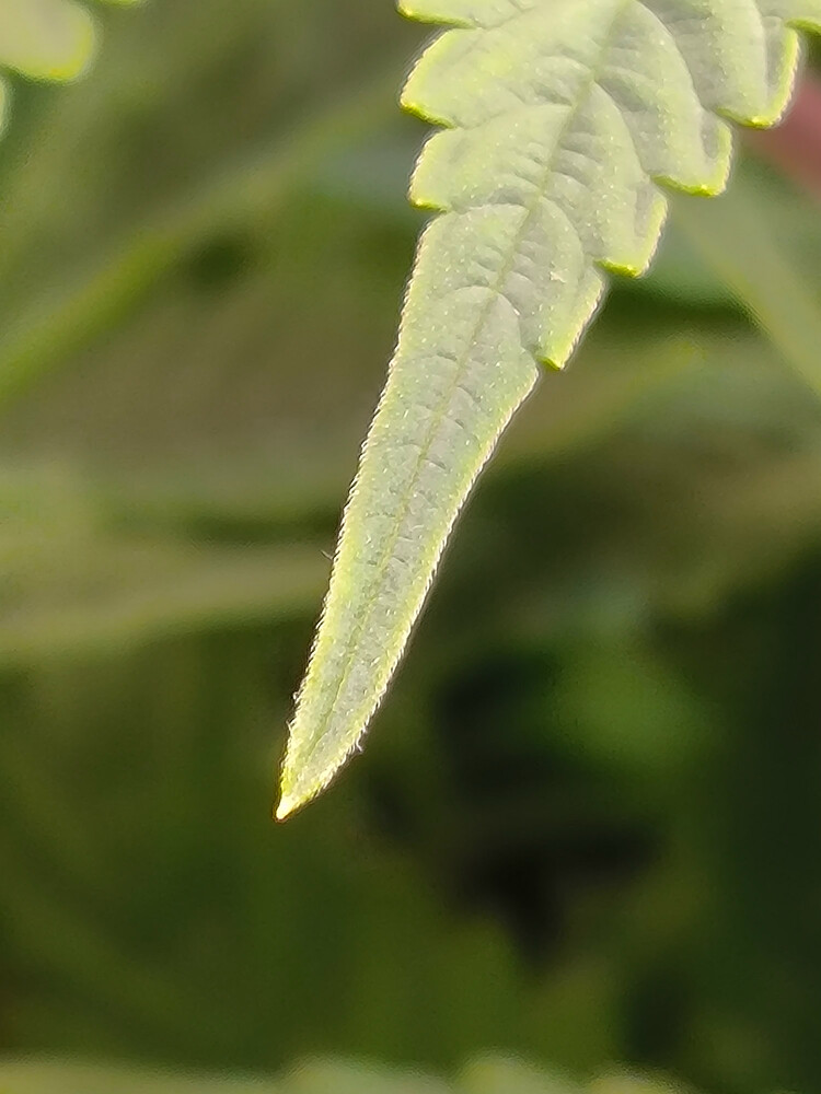 Growreport Bild 6