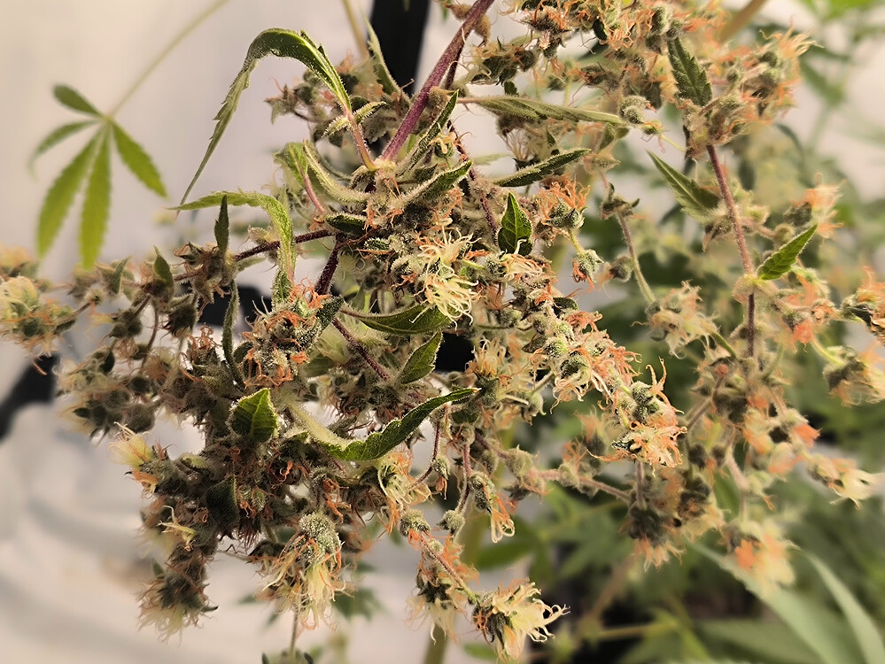 Nahaufnahme von Cannabis-Blütenständen in der späten Blütephase, mit vielen orangefarbenen Stempeln und Trichomen, die auf den Blüten sichtbar sind.