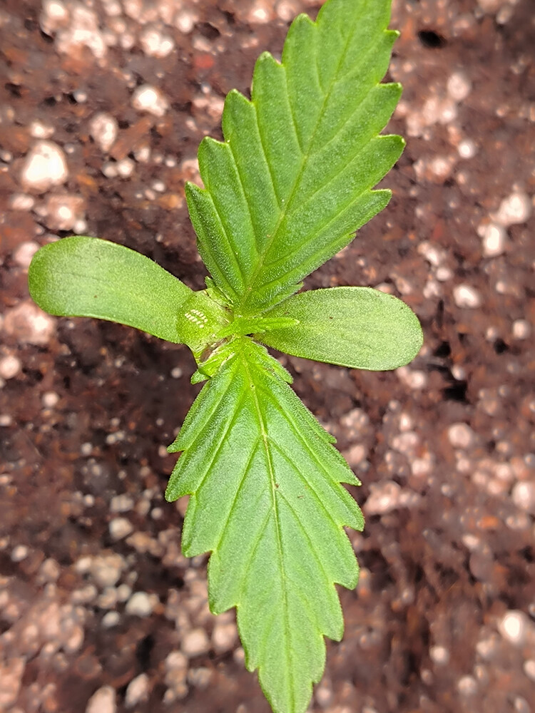 Growreport Bild 10