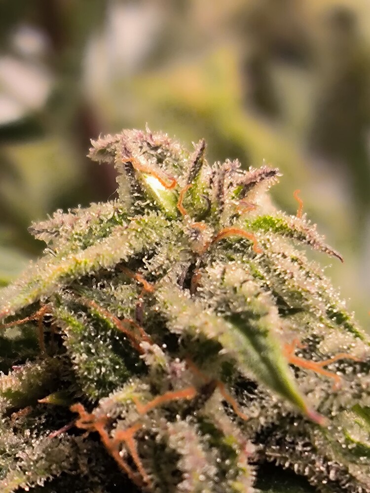 Nahaufnahme eines Cannabis-Buds mit vielen Trichomen und orangefarbenen Stempeln.
