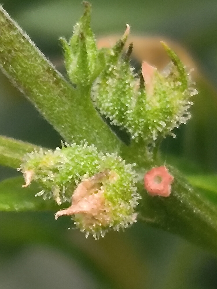 Growreport Bild 1